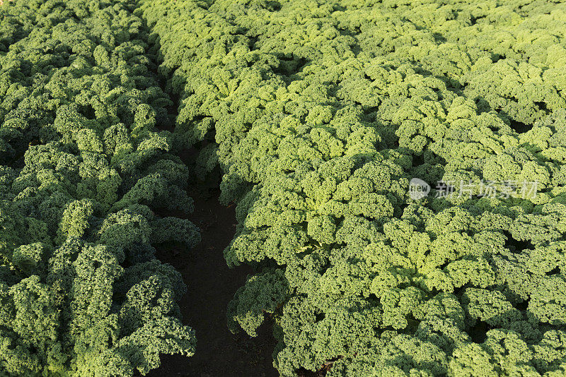 青菜(Brassica oleracea var. sabellica L.)